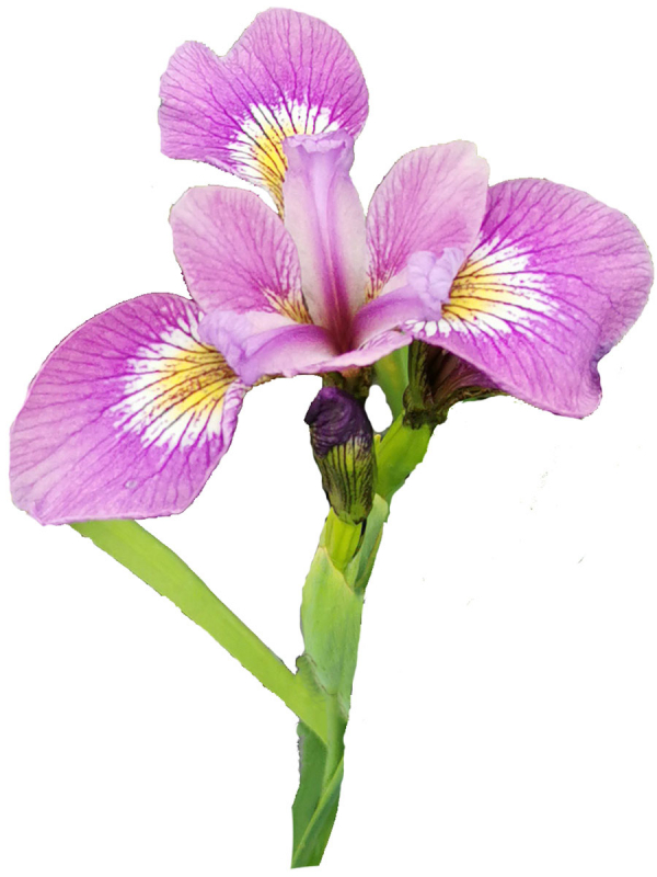 Iris versicolor Kermesina - rot-violette Sumpfschwertlilie